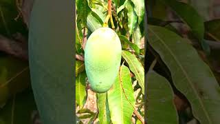 Flowers of Mangifera indica [upl. by Penrose211]