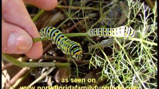 Greathouse Butterfly Farm  Earleton Florida [upl. by Anihcak]