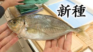 凄い人がうちに来ました。新しい魚を【つくった】みたいです！ [upl. by Lawley]