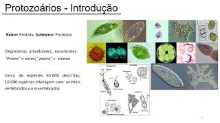 Aula Microbiologia Protozoários [upl. by Fari]