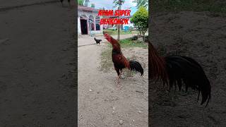 Ayam super berkokok shorts ayamjago [upl. by Cida]