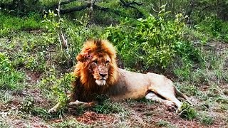 K4 Kambula Male Lion Latest Update  Recovering  24 November 2024 [upl. by Ellenar]