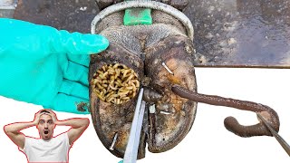 Cut Trim and Cleaning  Screw with Nails WAS STUCK IN cows hoof TK001 [upl. by Naitirb]