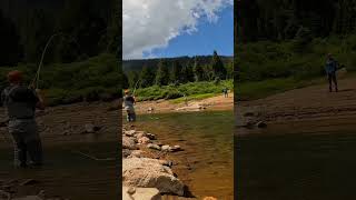 Big beautiful trout on the fly in the Colorado Rocky Mountains shorts fishing flyfishing [upl. by Nyssa]