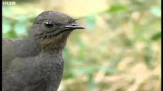 Lyre Bird Impression of a Camera Car Alarm and Chainsaw HD [upl. by Jemina]