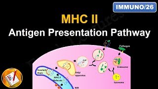 Antigen Processing and Presentation PART II MHC II Antigen Presentation Pathway FLImmuno26 [upl. by Hoenack]