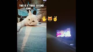 ✋😻✌️ funny cat kitten cute cutecat music comedy love trending catlover 👊🏻 [upl. by Rosaline]