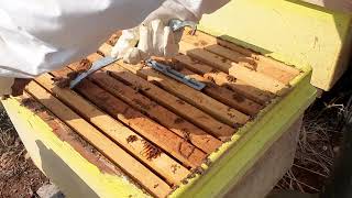 Formik Asit ve Sonbahar Bakımı bee arıcılık beekeeping arıbakımı animals formik varroa honey [upl. by Yelsehc352]