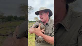 Pangolin are fascinating creatures and deserve every opportunity to thrive 🌍🙌🏻 reels ivancarter [upl. by Jobey]