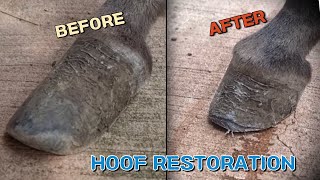 너무 많이 자라버린 동물원 당나귀 발굽 삭제하기overgrown donkey hooves restoration in the zoo [upl. by Jdavie]