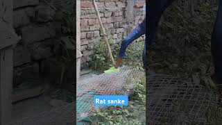 rat sanke song music snakerescuemuzaffarpur snakerescueteam [upl. by Rosio]