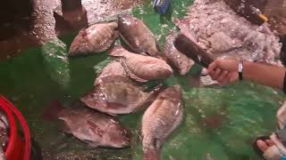 Fish Cutting Machine Video 10 [upl. by Ennylcaj681]