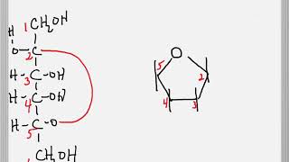 Cyclization of a Sugar to Form a Furanose Ring [upl. by Ylas415]