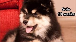 Solo  Finnish Lapphund  Training  11 Weeks [upl. by Latsyrcal530]