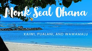 Hawaiian Monk Seal Ohana at Kaimana Beach  Kaiwi Pualani and Wawamalu [upl. by Aielam]