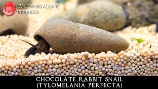 The ONE AND ONLY Chocolate Rabbit snail Leopard Aquatic W028A [upl. by Gunthar]