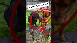 Amor prohibido entre dos perritos adorable [upl. by Topping]