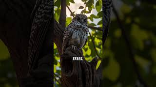 Tawny Frogmouth vs Bush stone curlew australianbirds birdsofaustralia [upl. by Hildagard411]