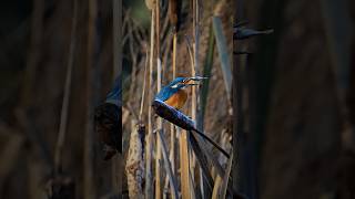 Skilful hunters 🎣 Have u ever captured a Kingfisher nikonz9 nikon z9 kingfisher nature4k [upl. by Nnyrat]