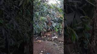 BICA DÁGUA chovendo a água vai aumentar😍👍 inscreva subscribe agua natureza vidanaroça shorts [upl. by Aram]