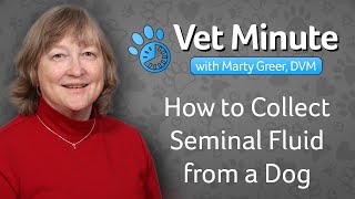 How to Collect Seminal Fluid From a Dog [upl. by Itsrejk]