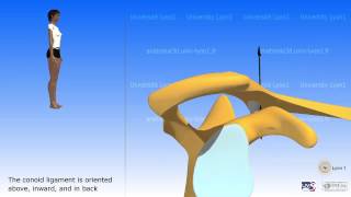 Arthrology of the acromioclavicular joint [upl. by Einaj685]