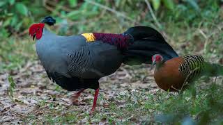 siamese fireback pheasant beautiful birds of the world [upl. by Granese]