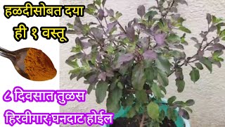 या वस्तूच्या वापराने तुळस हिरवीगार घनदाट होईलOrganic fertilizerspgardeningmarathi [upl. by Joeann]