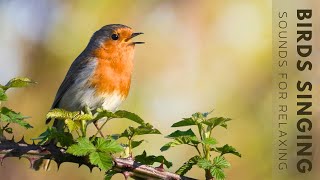 Birds Singing  4 Hour Bird Sounds Relaxation Soothing Nature Sounds Birds Chirping [upl. by Ellis]