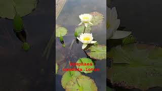 Nymphaea candida lotusWhite water lily [upl. by Fe]