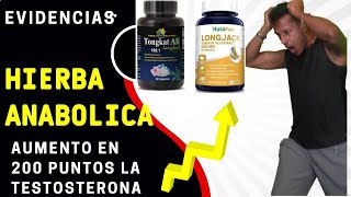 Que Beneficios tiene el TONGKAT ALI para el HOMBRE en TESTOSTERONA Y MASA MUSCULAR 👉 EVIDENCIAS [upl. by Renruojos]