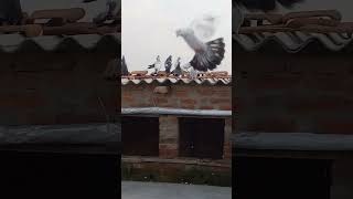 Pata lagya shorts pigeon music yusufansarivlogs [upl. by Ide]