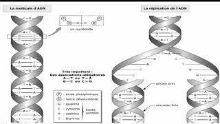 سهل وممتع Les éléments nécessaires pour la réplication dADN [upl. by Llednov]