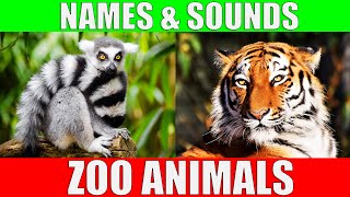 ZOO ANIMALS Names and Sounds to Learn for Kids Preschoolers and Kindergarten [upl. by Lira]