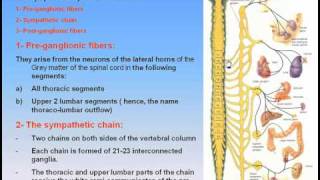 18Autonomic Nervous System2Sympathetic Nervous System Anatomy Intro Dr Ahmed Kamal [upl. by Nerrat145]