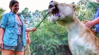 1000 POUND LIGER ENJOYS SOME CHICKEN  Myrtle Beach Safari [upl. by Annawahs]