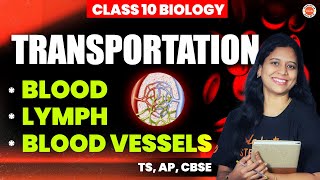 Transportation   BLOOD LYMPH  BLOOD VESSELS  Class 10 TS AP CBSE SSC Biology 2025  Sunaina [upl. by Nnyre]