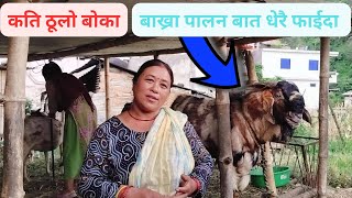 बाख्रा पालन गरेर यति धेरै आम्दानी पिउथान🐐🐐Piuthan earns so much by rearing goatslb vlogs [upl. by Magbie]