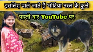 all information about Bhotia dog Leopard attack bhotia dog Uttarakhand Wale [upl. by Tod]