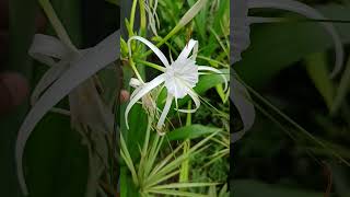 Hymenocallis littoralis commonly known as the beach spider lily FamilyAmaryllidaceae [upl. by Anerbes29]