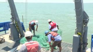 Mysterious parasite killing Georgia shrimp [upl. by Dominica765]