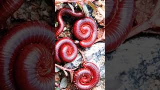 Millipedes Feeding 005 2millipede insects frog cuteanimal animals bigmillipedes [upl. by Bigler]