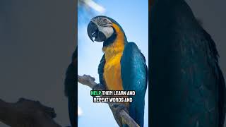 How Can Parrots Speak English 🦜 [upl. by Yremogtnom]