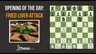 Fried Liver Attack  Chess Openings [upl. by Nellaf]