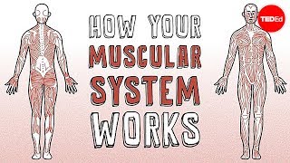 How your muscular system works  Emma Bryce [upl. by Amoihc285]