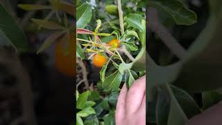 Potted White Sapote flowering again [upl. by Mignonne970]