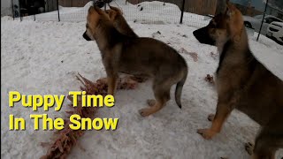 Puppy Time In Snow [upl. by Jonna]