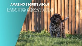 Amazing Secrets About Lagotto Romagnolo [upl. by Nicko350]