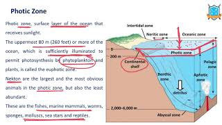 What is Photic Zone   Euphotic Zone అంటే ఏమిటి  La Excellence [upl. by Keung]