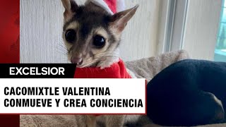 Ella es Valentina la cacomixtle viral de TikTok que se ha robado miles de corazones [upl. by Nylissej]